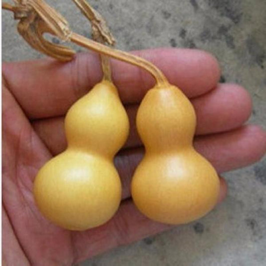 Hand Twist Gourd Seeds