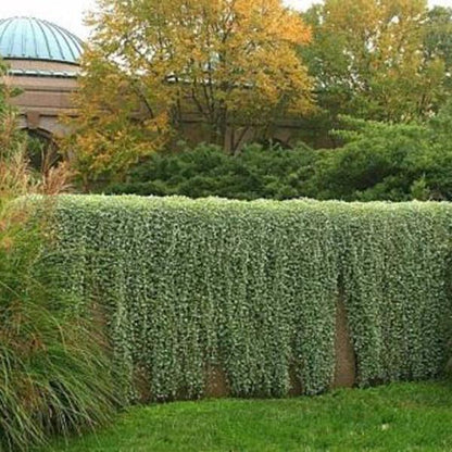 Hanging Dichondra Seeds