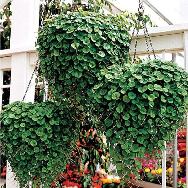 Hanging Dichondra Seeds