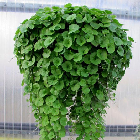 Hanging Dichondra Seeds