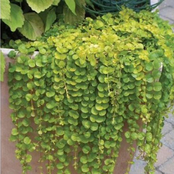 Hanging Dichondra Seeds