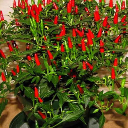 Thai Sun Hot Pepper Capsicum Annuum Ornamental Chili Seeds