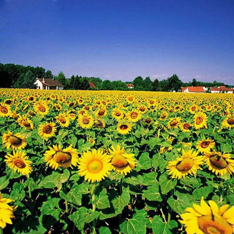 Sunflowers With Orange Eye Seeds