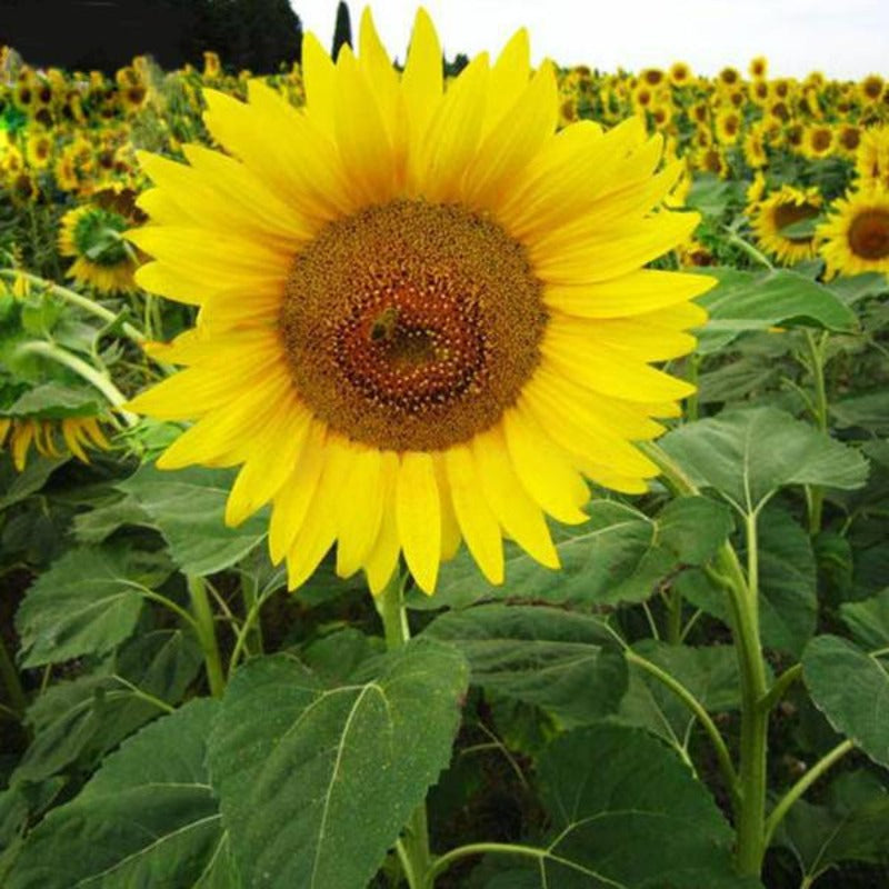 Sunflowers With Orange Eye Seeds