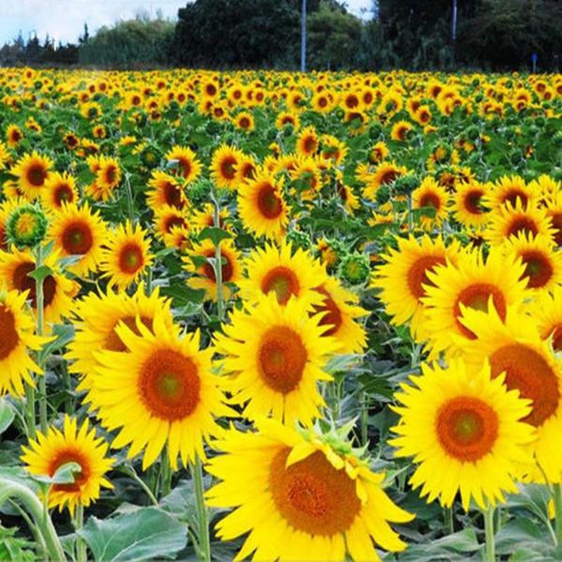 Sunflowers With Orange Eye Seeds