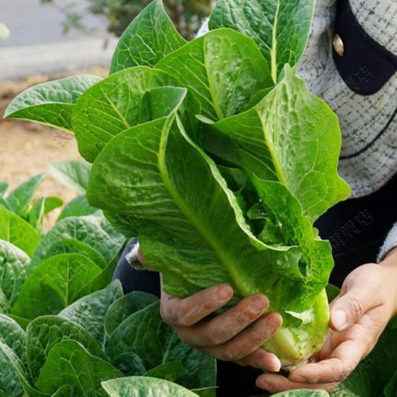 Peacock Lettuce Seeds