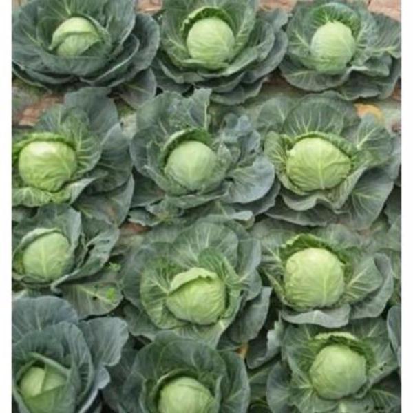 Hot Dreams Cabbage Seed vegetable 200 seeds