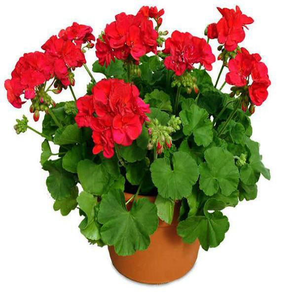 Geranium Flower Seeds