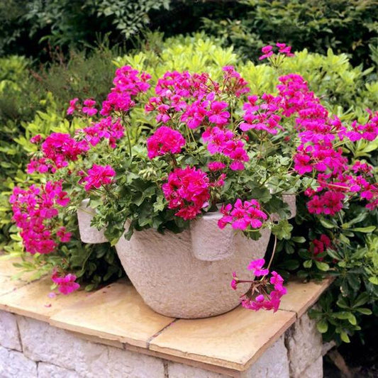 Multiple Colour Geranium Seeds