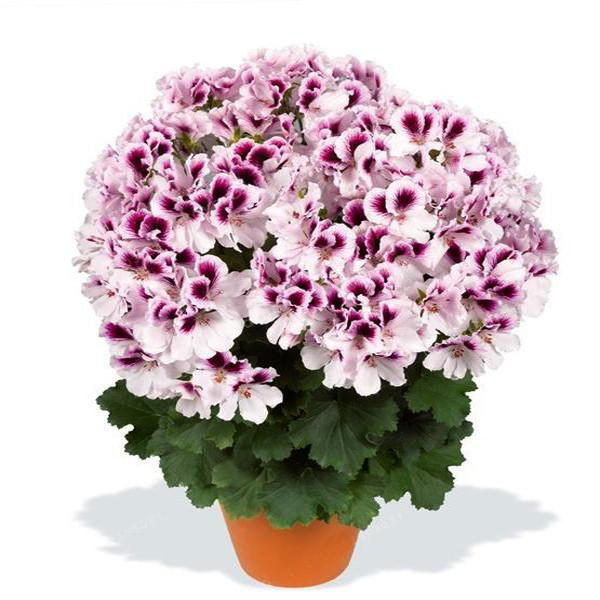 Perennial Flower Seeds Pelargonium