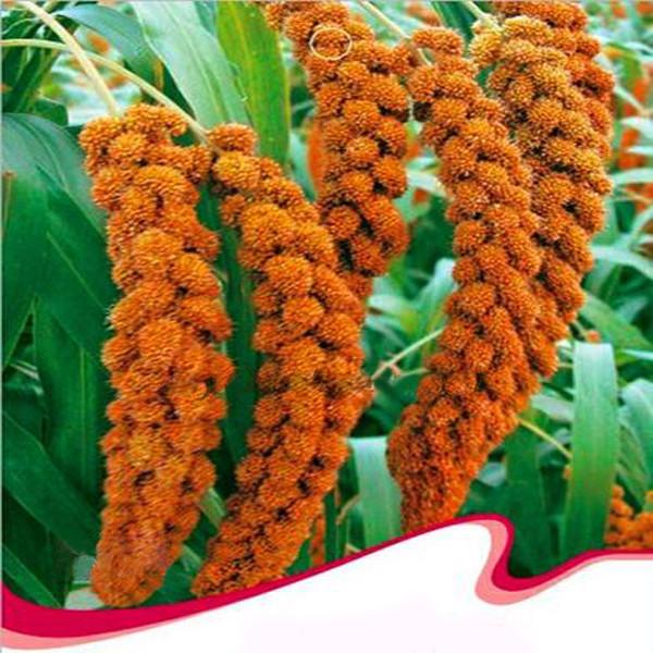 Foxtail Millet Seeds