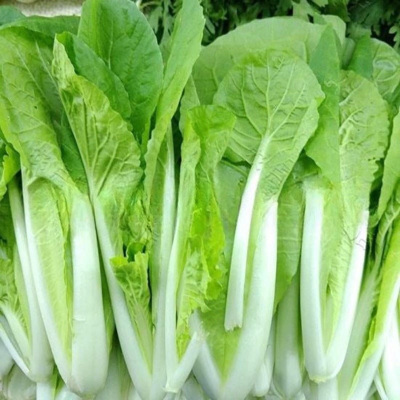 Four Seasons Golden Creamed Cabbage Seeds