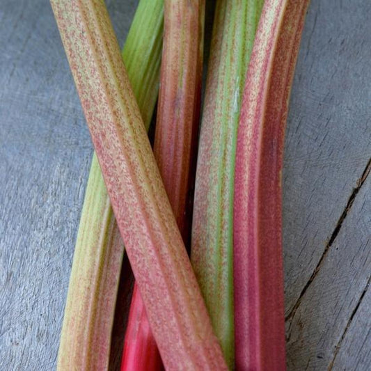 Rhubarb 'Raspberry Red' vegetable Seeds