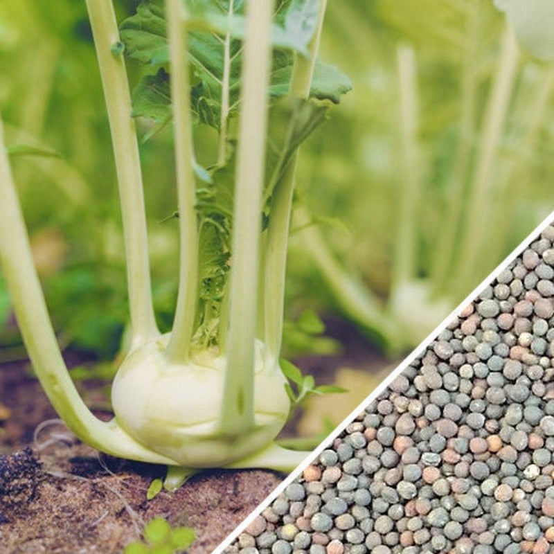 Green kohlrabi Seeds