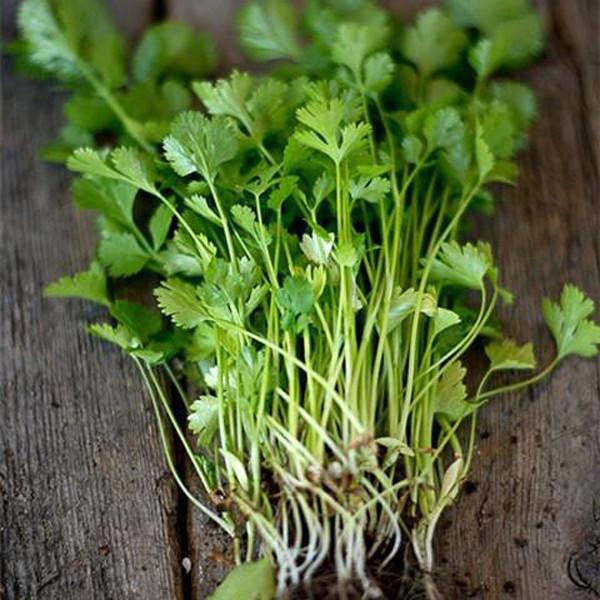 Large Leaf Cilantro (200 Seeds)