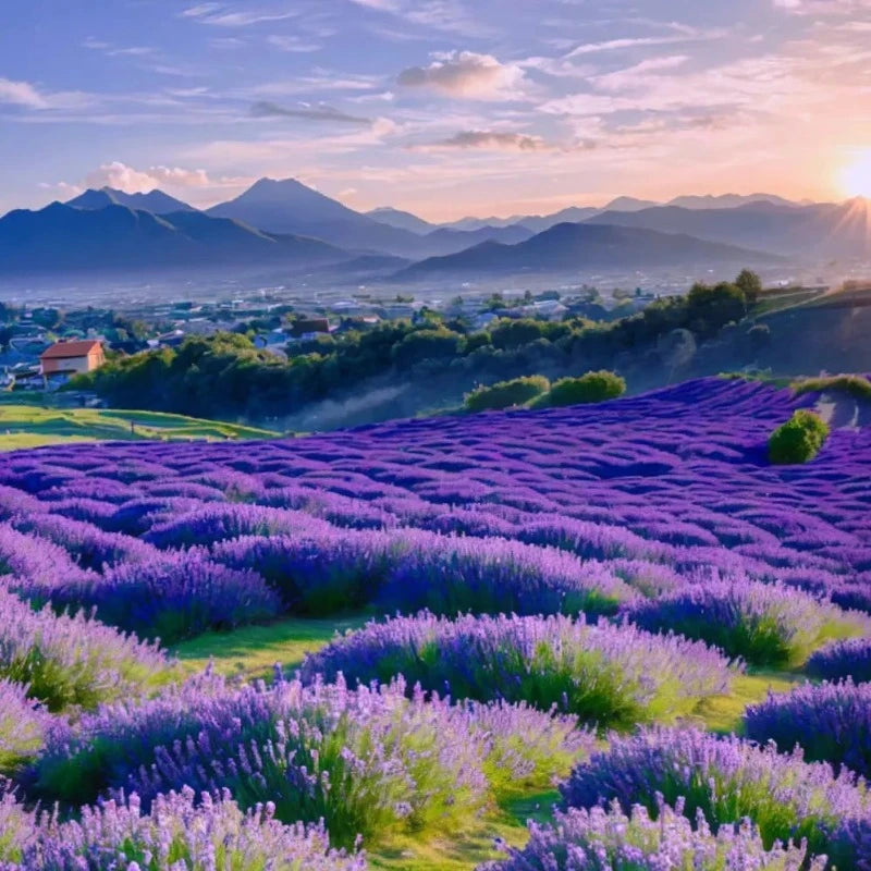 Lavender Seeds Purple Blooming