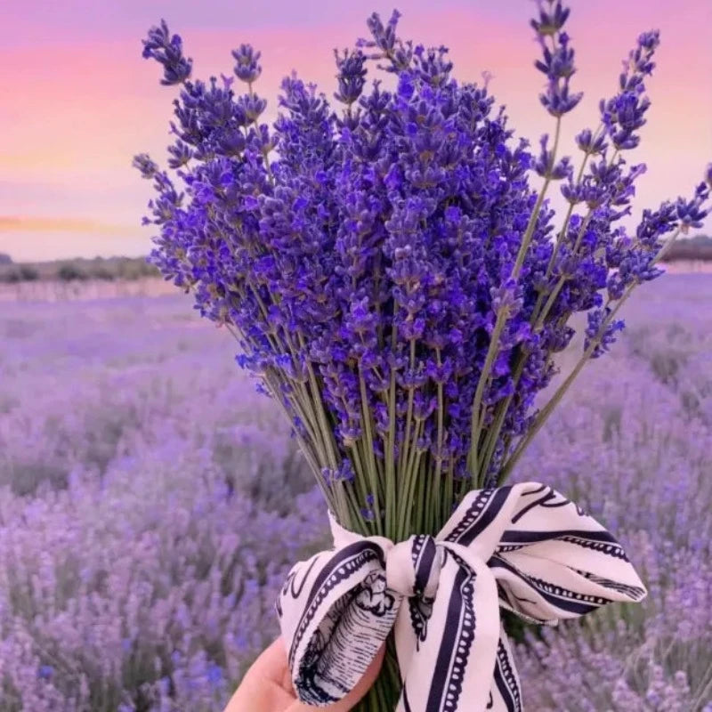 Lavender Seeds Purple Blooming