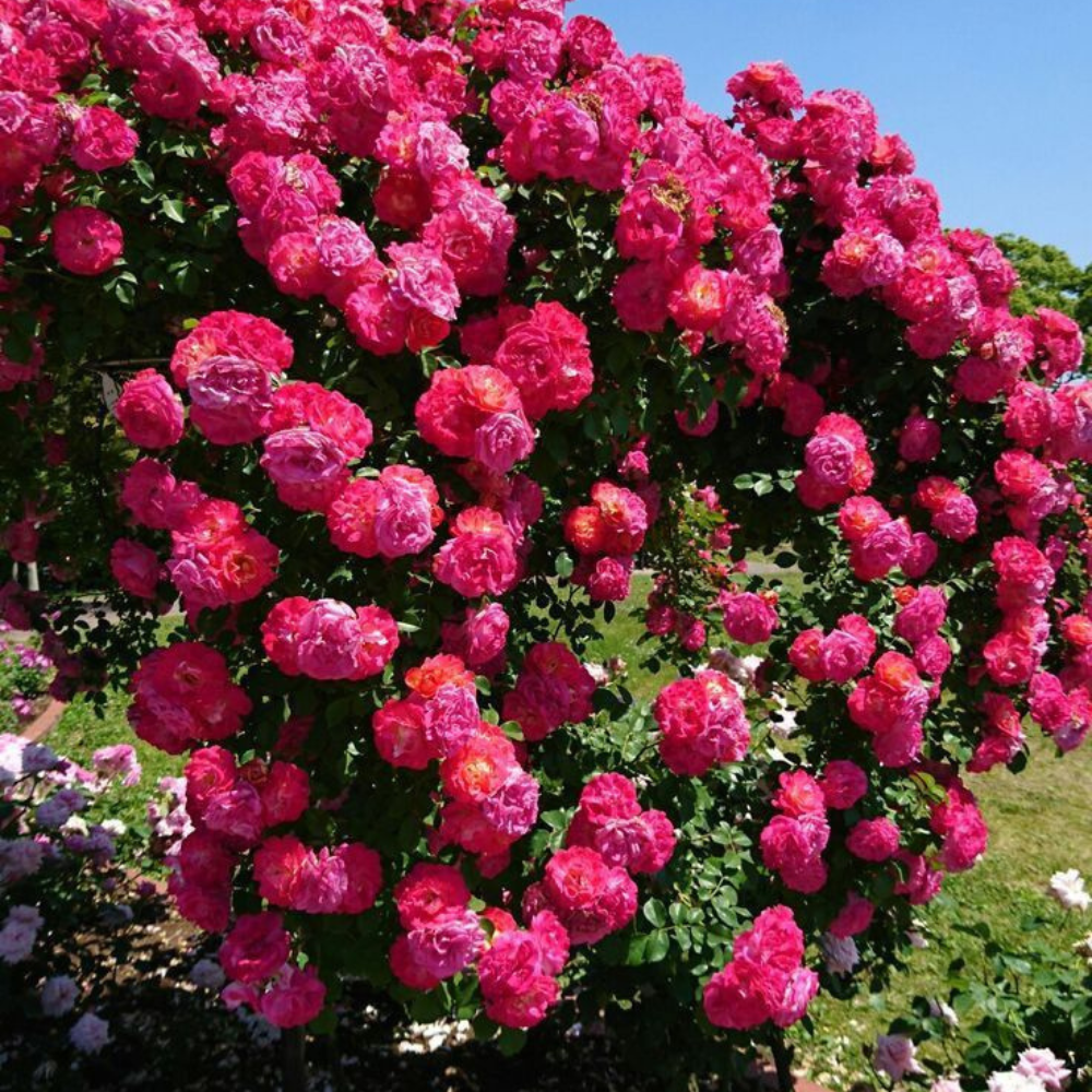 Garden Climbing Rose Flower Seeds