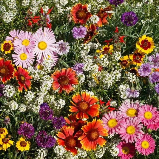 Premium Flower Seeds Package