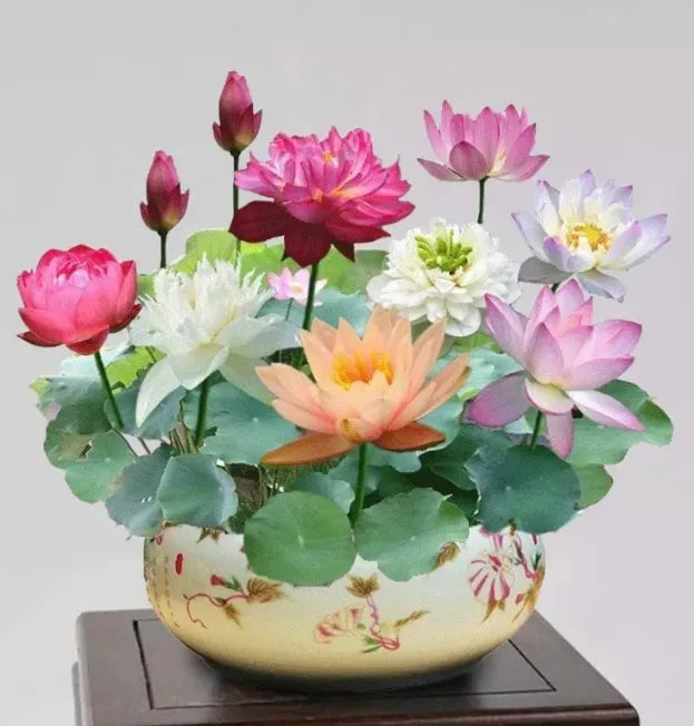 The Sacred Bonsai Bowl Lotus Flower