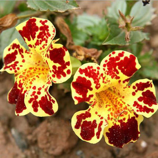 Monkeyflower Seeds Mimulus Moschatus of Bright Flower Seeds