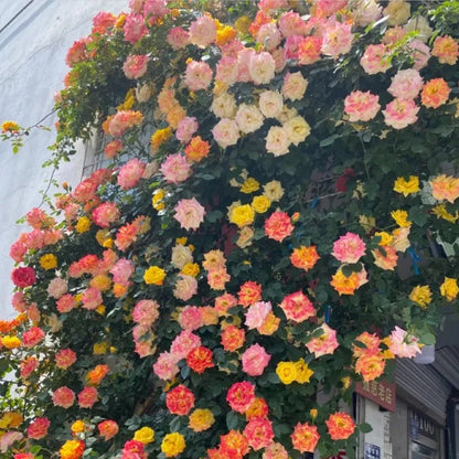 Double Flowered Climbing Moss Rose Seeds