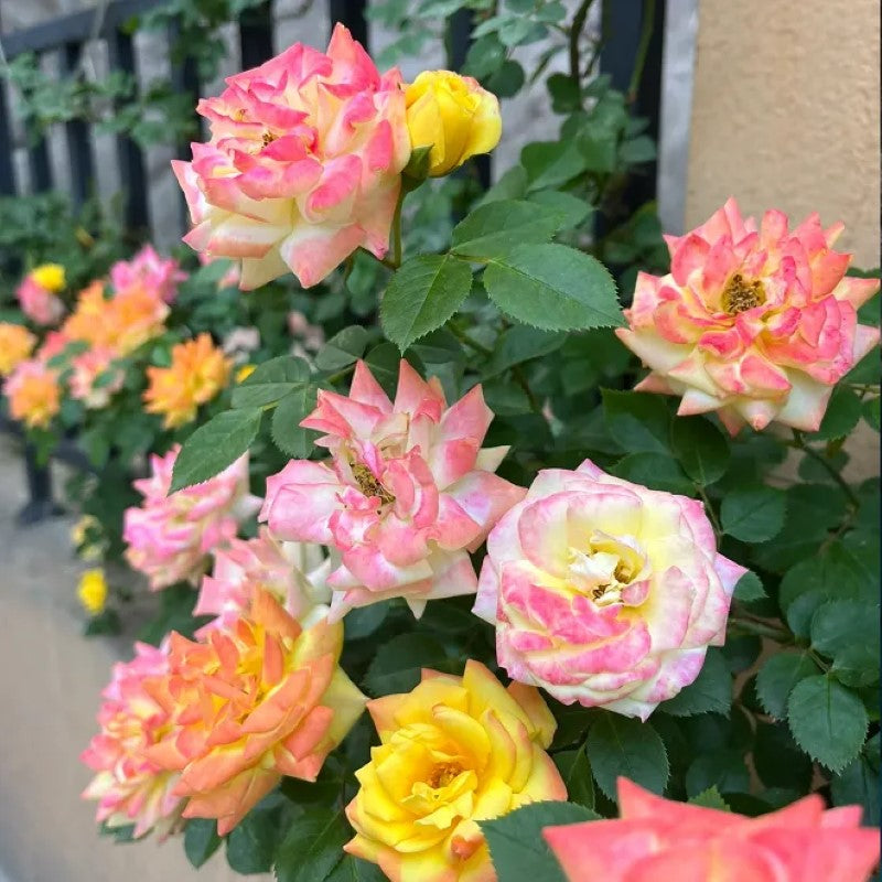 Double Flowered Climbing Moss Rose Seeds