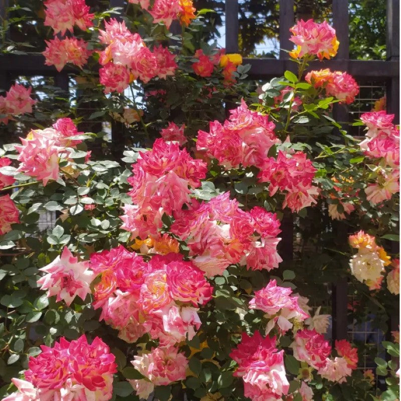 Double Flowered Climbing Moss Rose Seeds