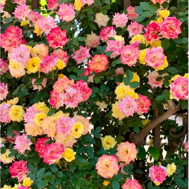 Double Flowered Climbing Moss Rose Seeds