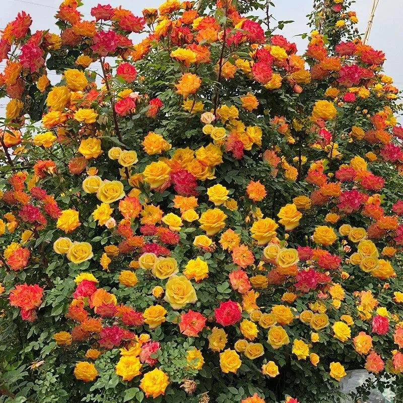 Double Flowered Climbing Moss Rose Seeds