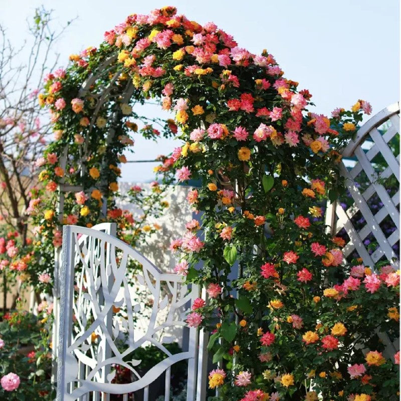 Double Flowered Climbing Moss Rose Seeds