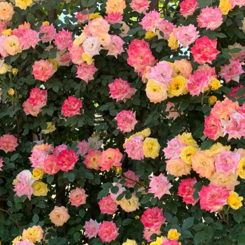 Double Flowered Climbing Moss Rose Seeds