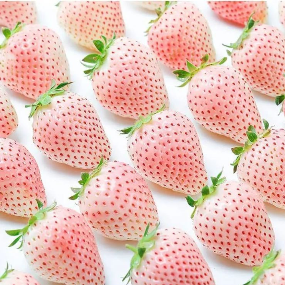 Heirloom Strawberry Seeds