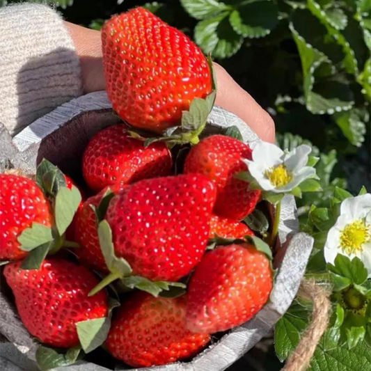 Heirloom Strawberry Seeds