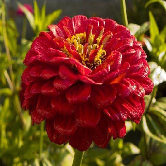 Giant Red Zinnia Flower Seeds