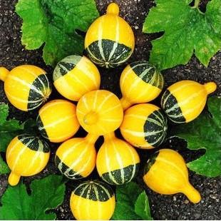 Bottle Gourd Sweet Yellow Seeds