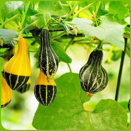 Bottle Gourd Sweet Yellow Seeds