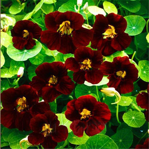 Fresh Tropaeolum Nasturtium Seeds Easy Planting flower