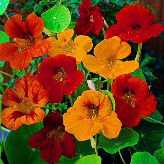 Fresh Tropaeolum Nasturtium