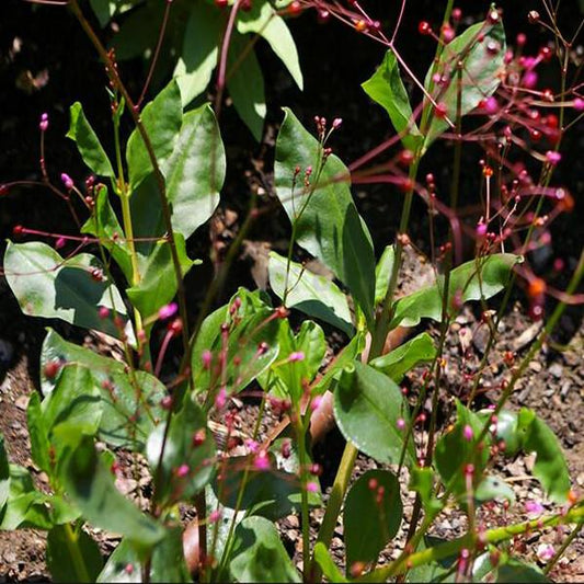 Talinum paniculatum Talinum Jewels Of Opar Flower Seeds