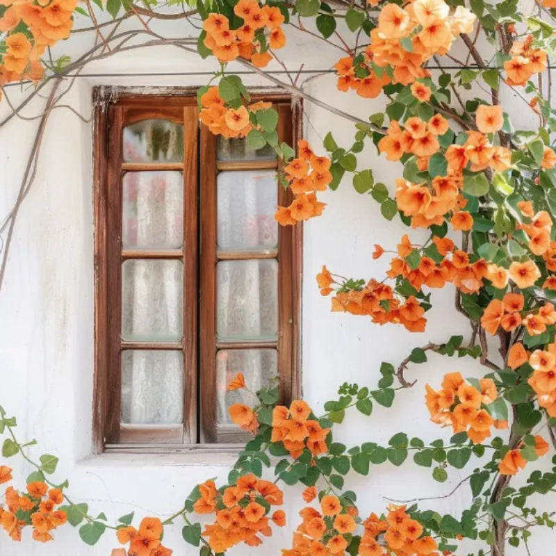 Campsis Radicans The First Choice In Summer