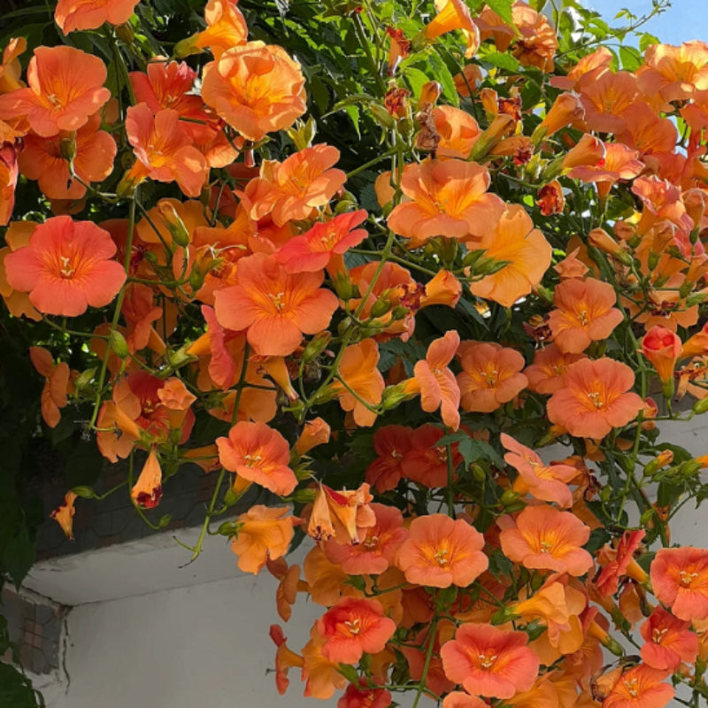 Campsis Radicans The First Choice In Summer