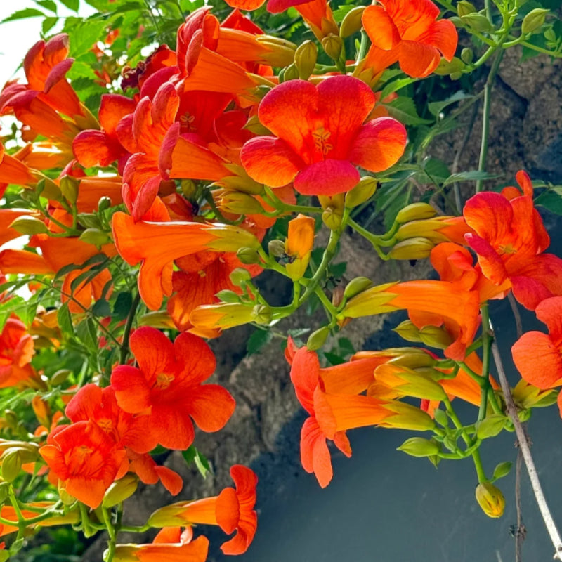 Campsis Radicans The First Choice In Summer