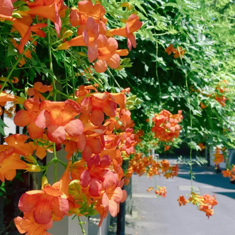 Campsis Radicans The First Choice In Summer