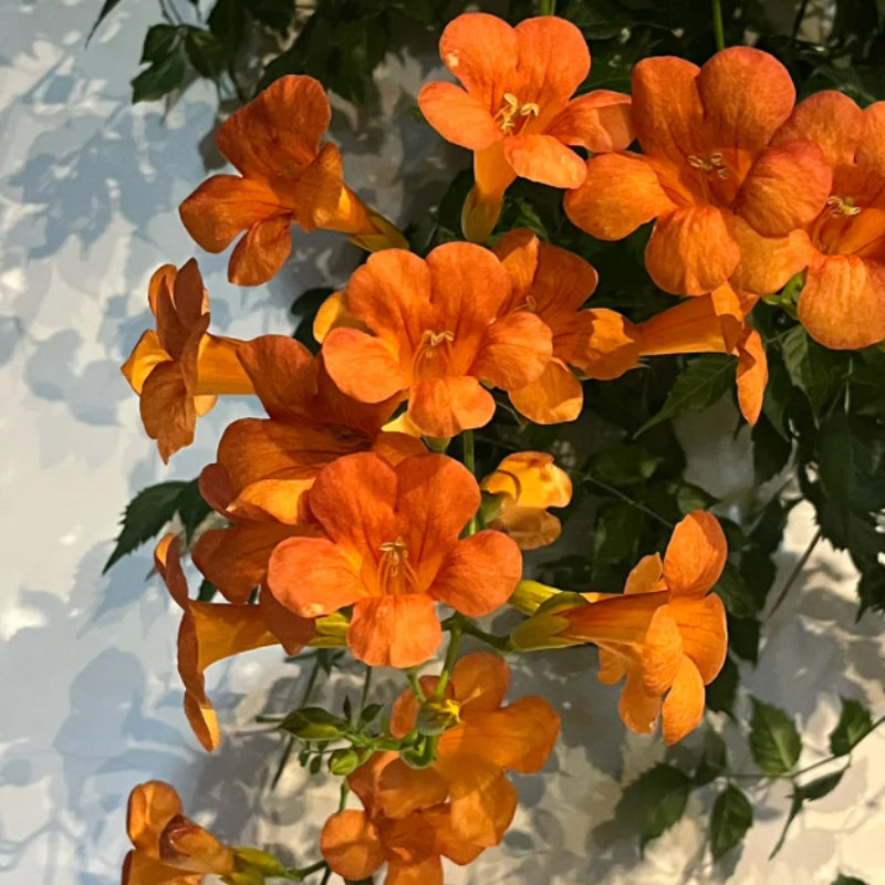 Campsis Radicans The First Choice In Summer