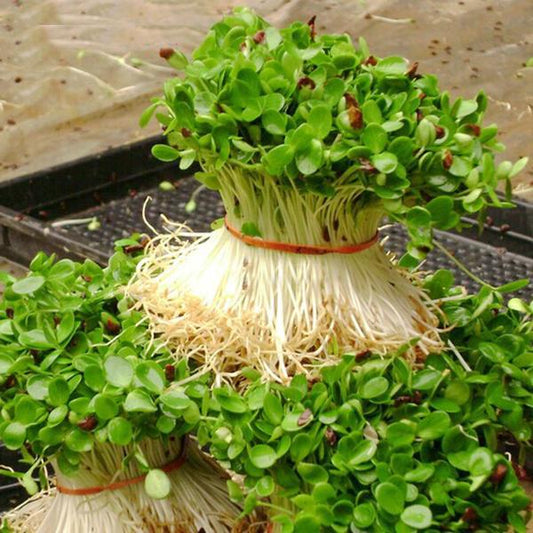 Radish Sprouts Seeds