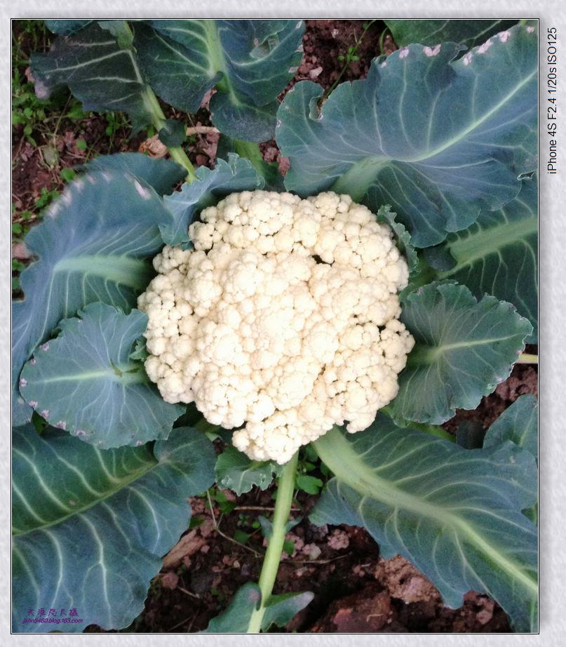 Cauliflower Seeds