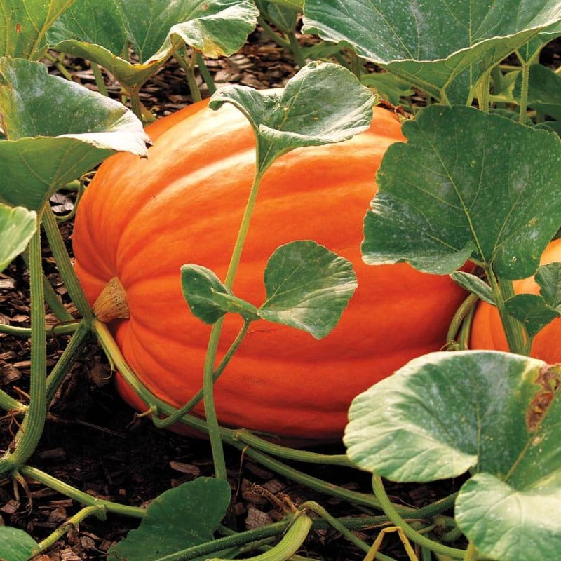 Fresh Giant Pumpkin Seeds