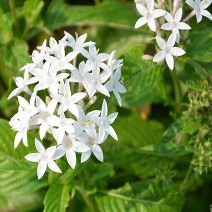Pentas Lanceolata Flower Seeds