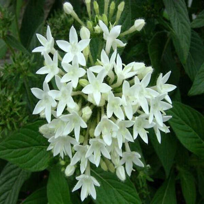 Pentas Lanceolata Flower Seeds